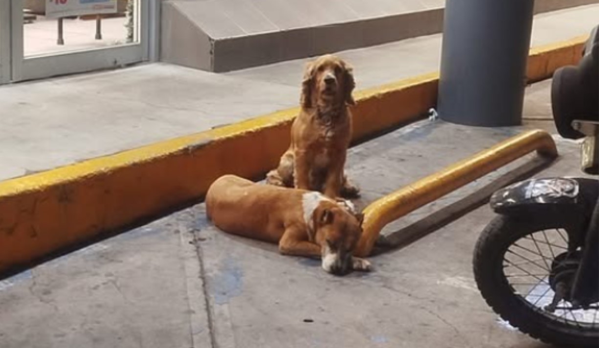 Uso de pirotecnia deja a varias mascotas extraviadas en colonias de #Salamanca
