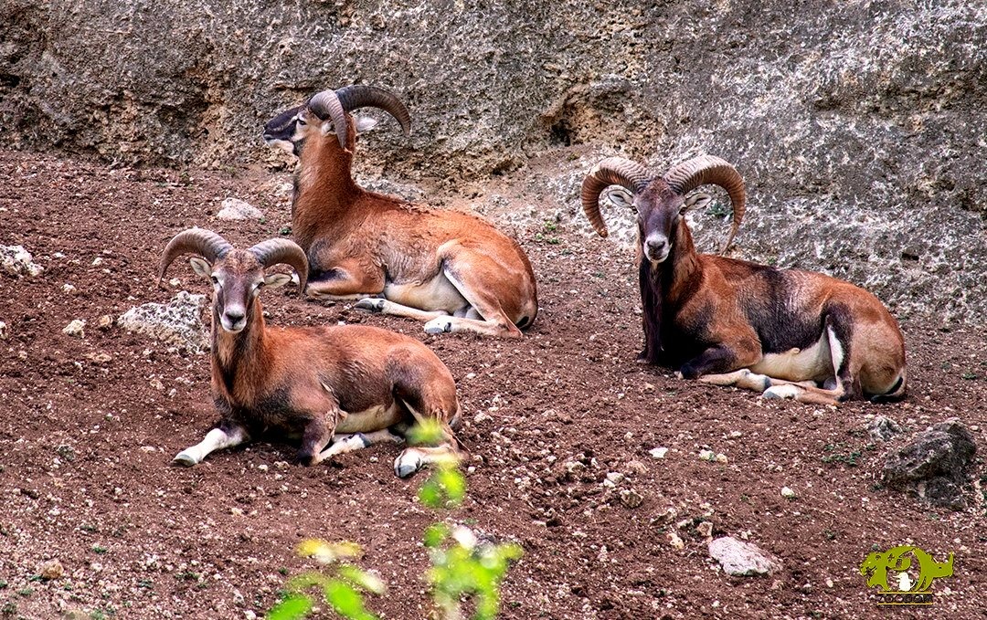 #Salamanca Vecinos de colonias cercanas a PEMEX amenazan con bloqueo por ruido excesivo de las emisiones y exigen a la paraestatal soluciones definitivas