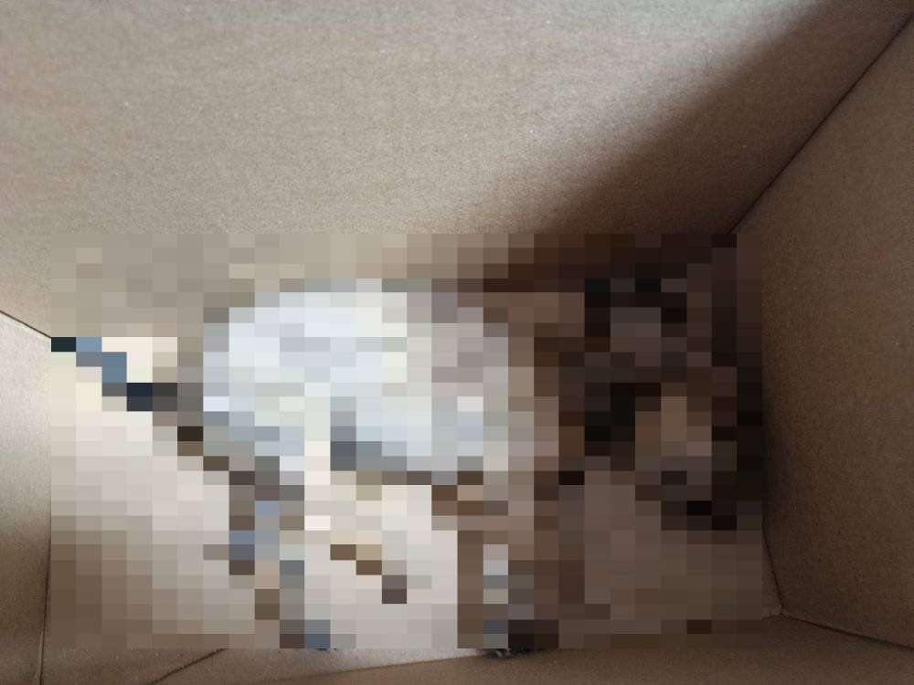 #Salamanca Perrita herida por agresión genera indignación, animalistas exigen acción a Medio Ambiente