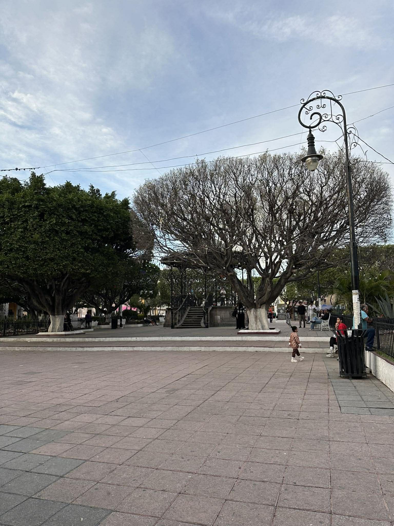 #Salamanca Se seca otro árbol en el Jardín Principal ciudadanos acusan falta de mantenimiento municipal