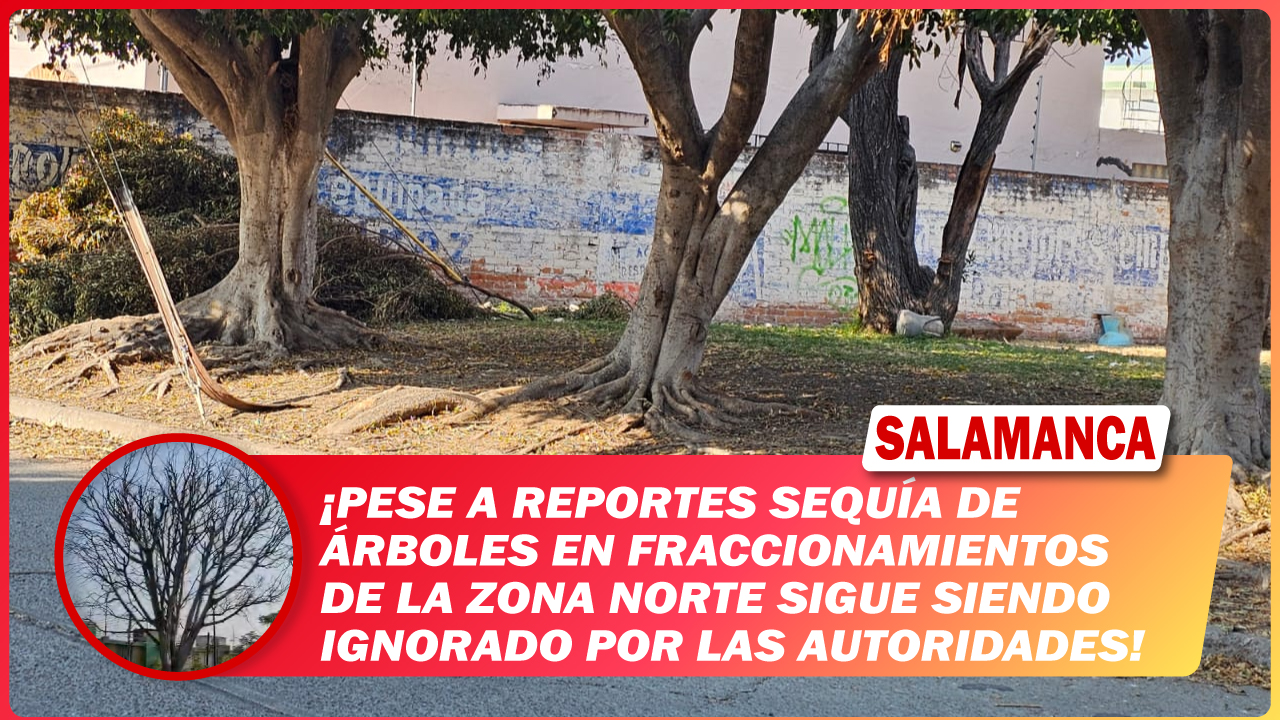 #Salamanca Pese a reportes sequía de árboles en fraccionamientos de la zona norte sigue siendo ignorado por las autoridades