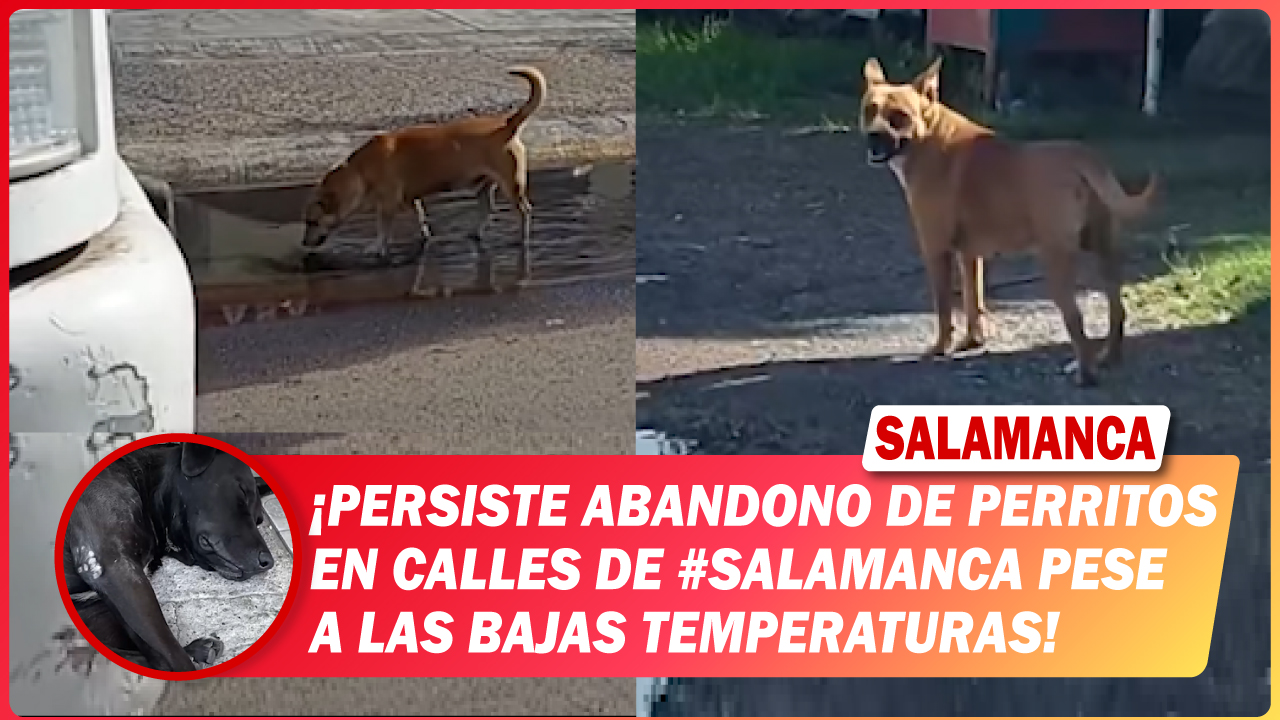 Persiste abandono de perritos en calles de #Salamanca pese a las bajas temperaturas