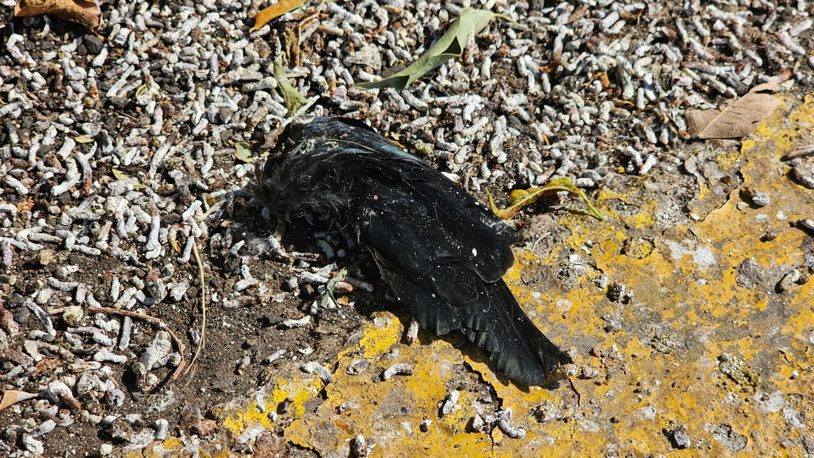 Aves en #Salamanca siguen muriendo, pero las causas siguen sin esclarecerse