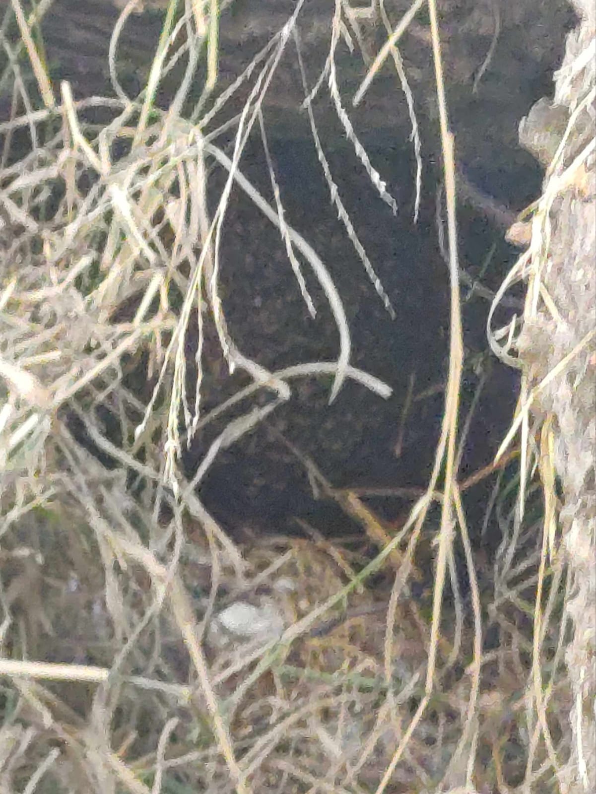 #Salamanca Vecinos de la calle Paseo Río Lerma denuncian omisión de Protección Civil ante reporte de enjambre de abejas