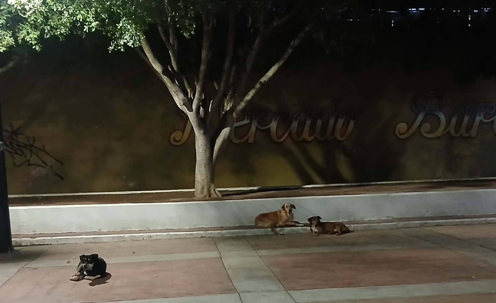 #Salamanca Piden atención para perritos agresivos que se localizan en inmediaciones de mercado Barahona