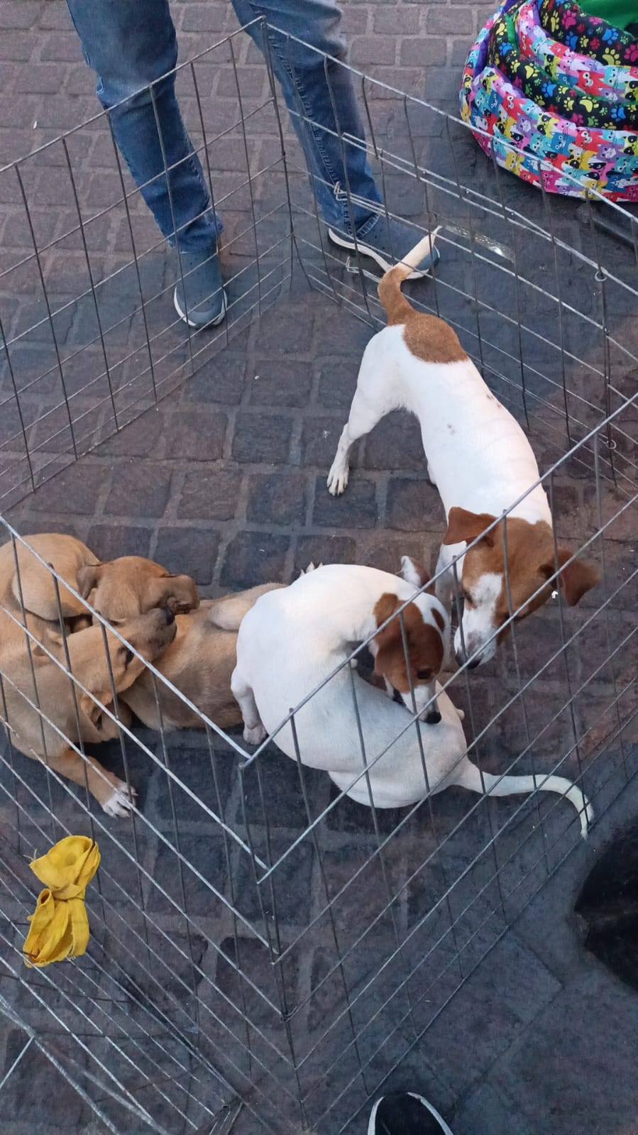 #Salamanca Ami-Dogs invita a adoptar y brindar una segunda oportunidad de vida en el Andador Revolución