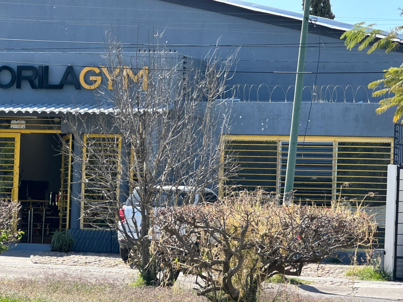 Al menos 15 árboles secos siguen siendo ignorados en el bulevar Rinconada San Pedro, en #Salamanca