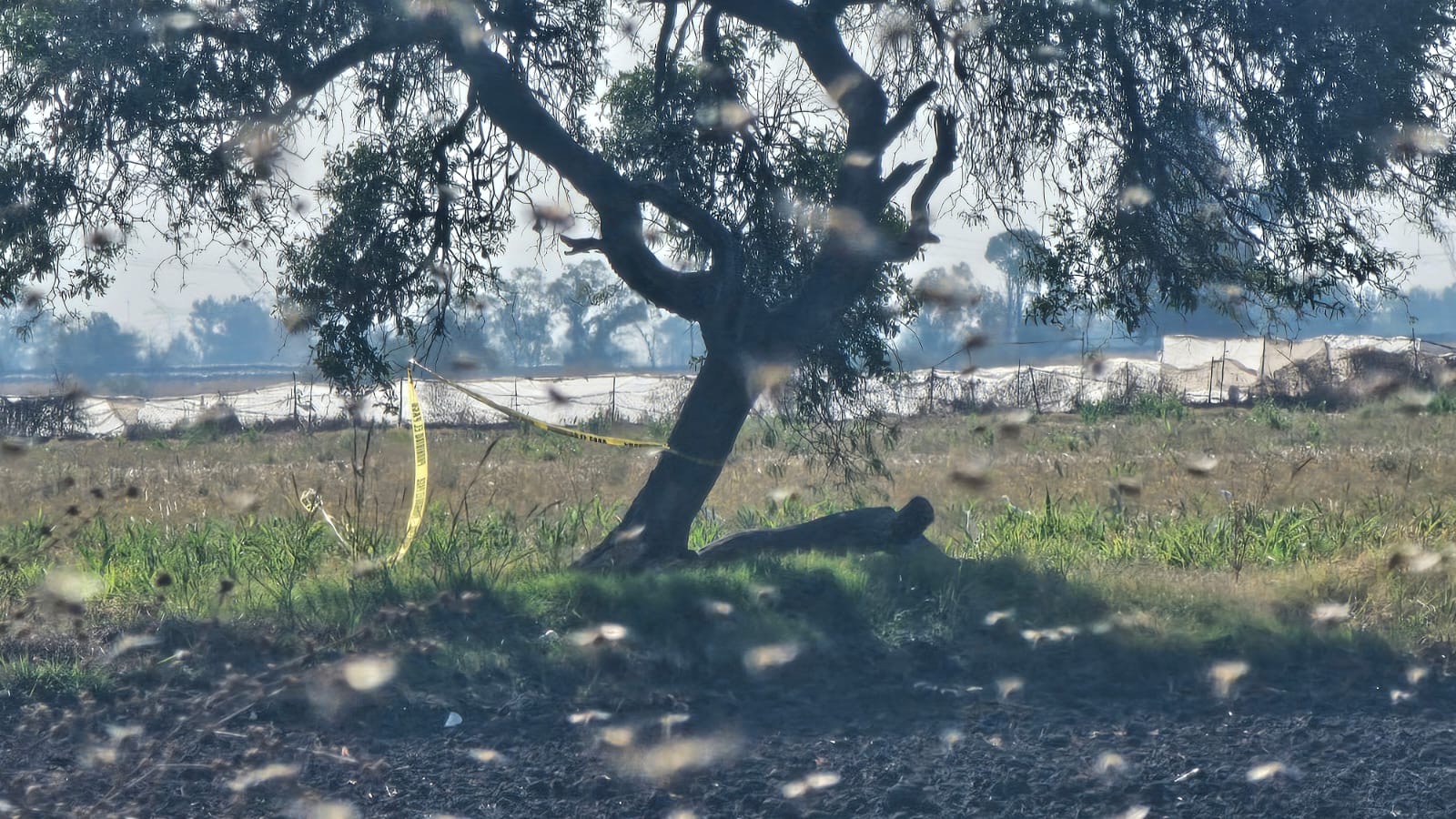 Hallan a hombre maniatado y con heridas de bala en camino de terracería al norte de #Salamanca