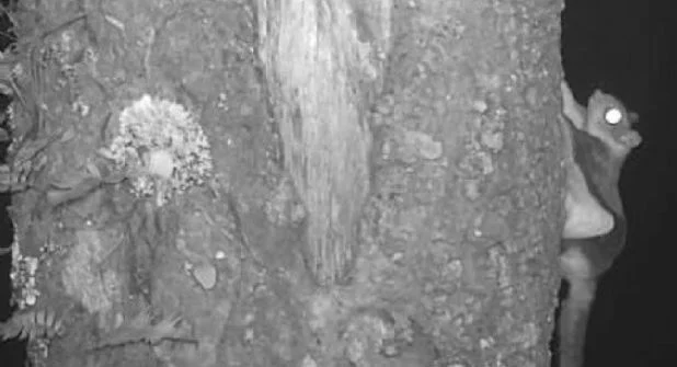 Aparece ardilla voladora en peligro de extinción en la Sierra Gorda de Guanajuato  