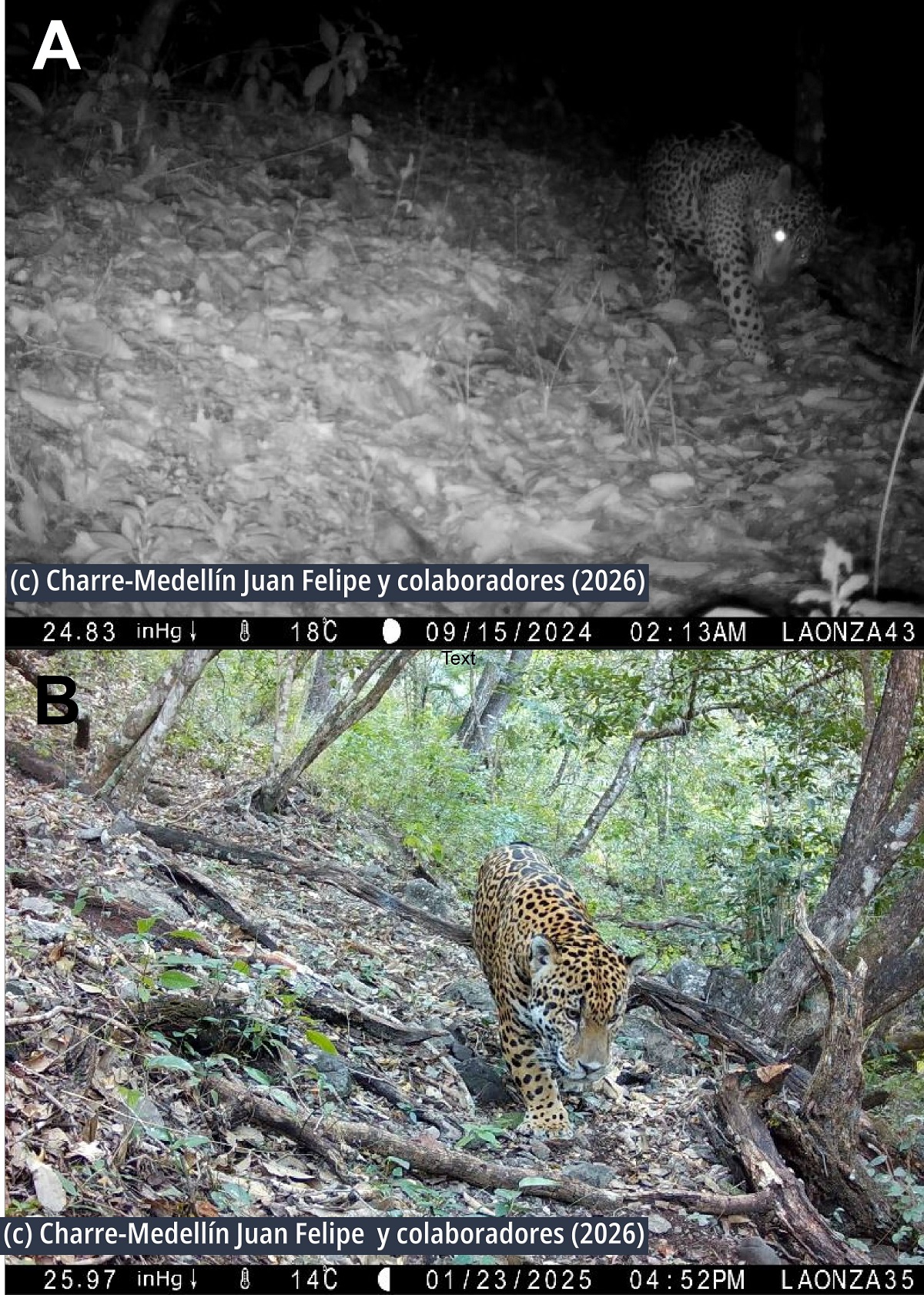 Jaguar es registrado por primera vez en la Sierra Gorda de #Guanajuato