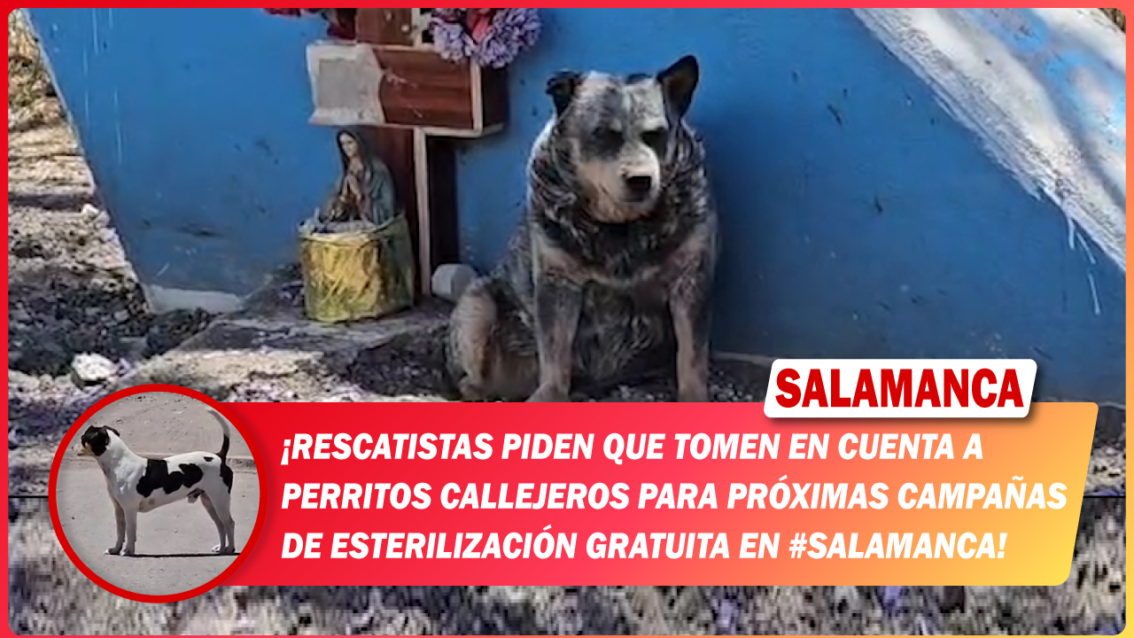 Rescatistas piden que tomen en cuenta a perritos callejeros para próximas campañas de esterilización gratuita en #Salamanca