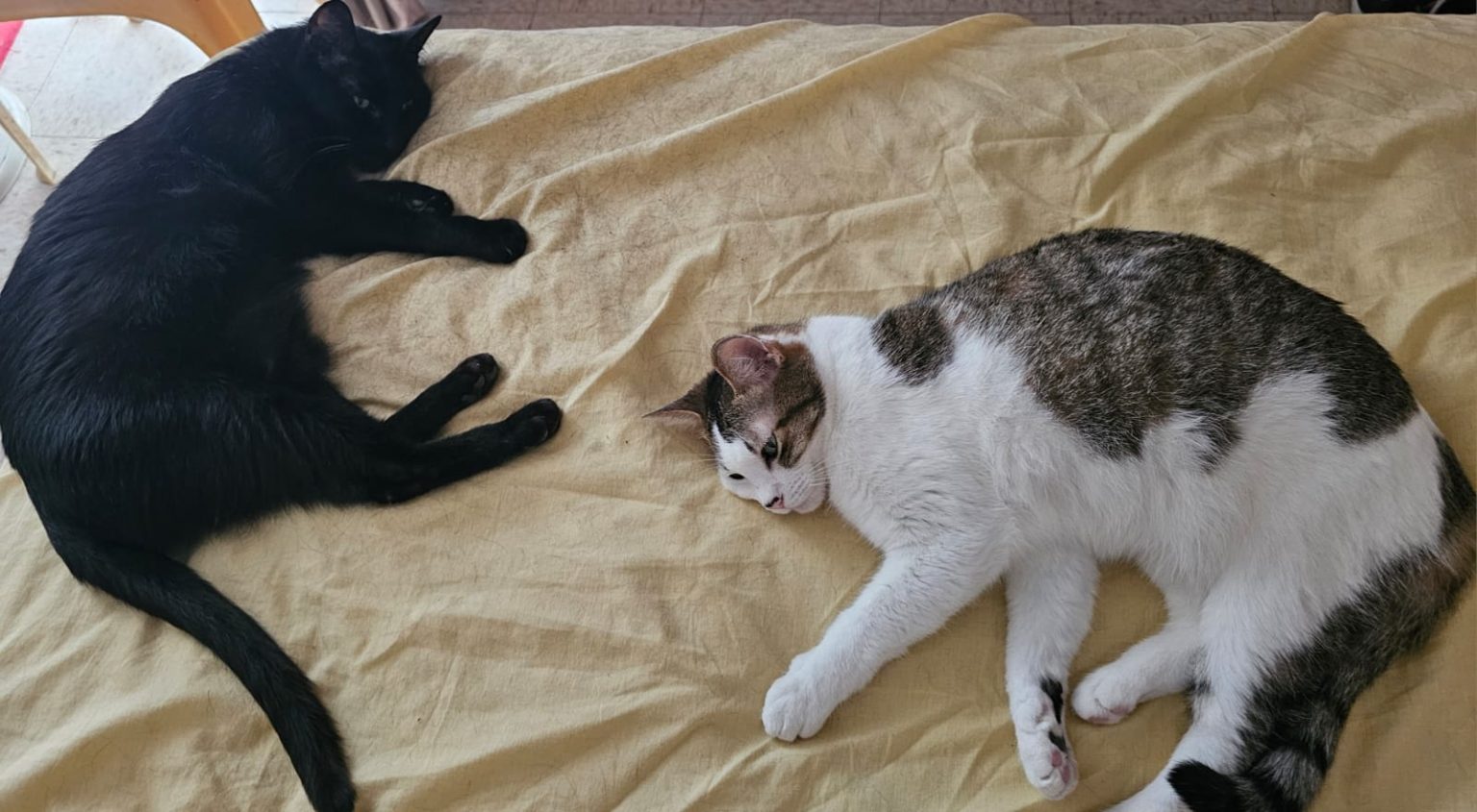 Ami-Dogs convoca a campaña de esterilización en colonias y comunidades de #Salamanca durante marzo