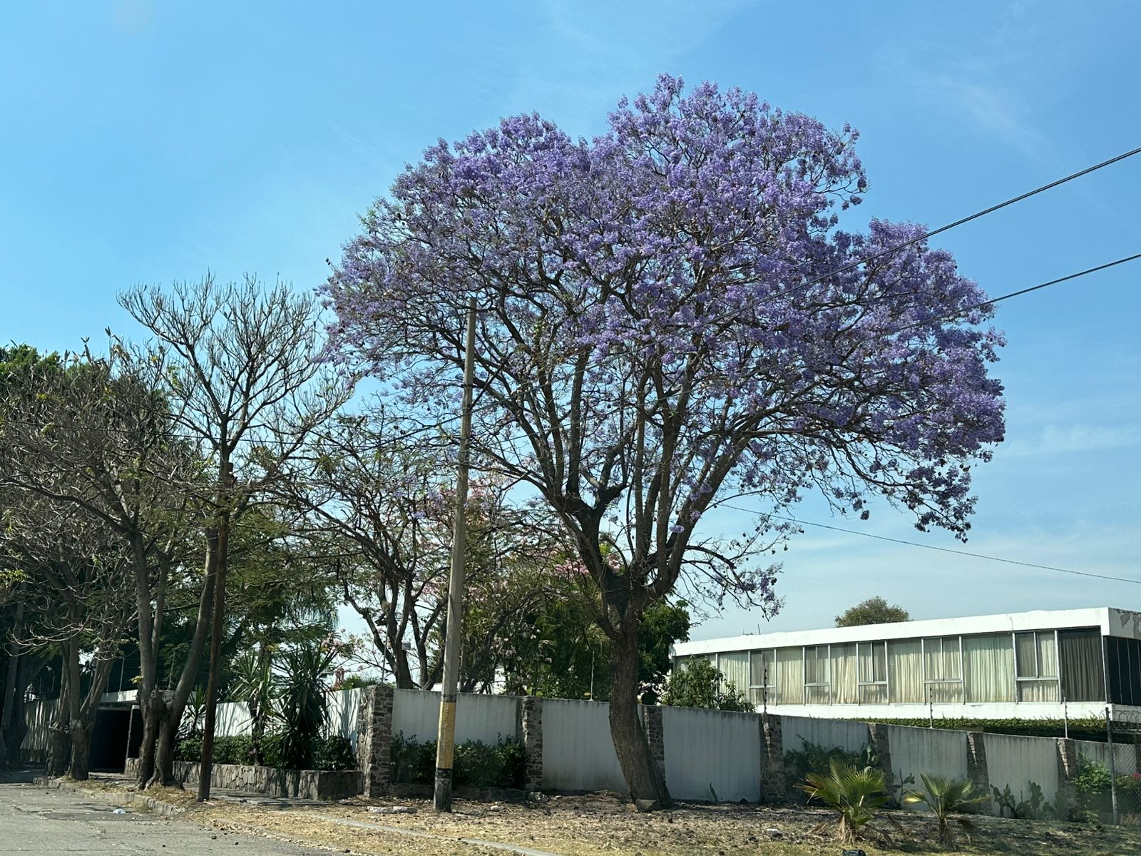 Florecen las jacarandas en #Salamanca dando fin a la temporada invernal en el municipio
