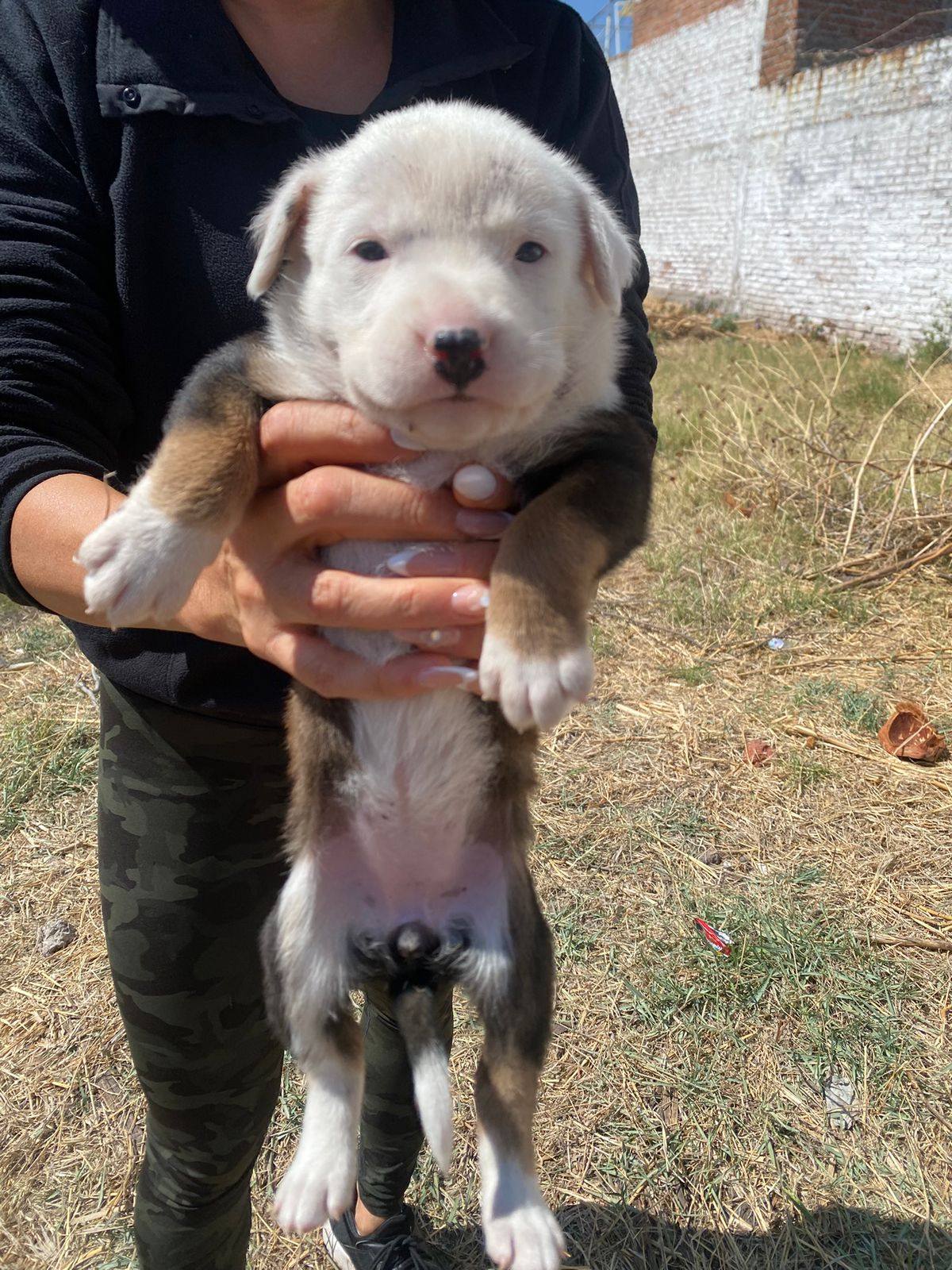SAPA AC llama a adoptar cachorritos abandonados en las calles de #Salamanca