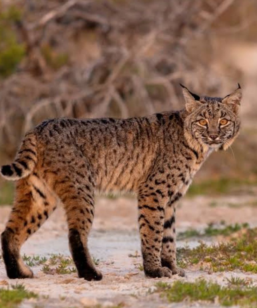 Avistamiento de «gato montés» despierta conciencia ambiental en #Salamanca