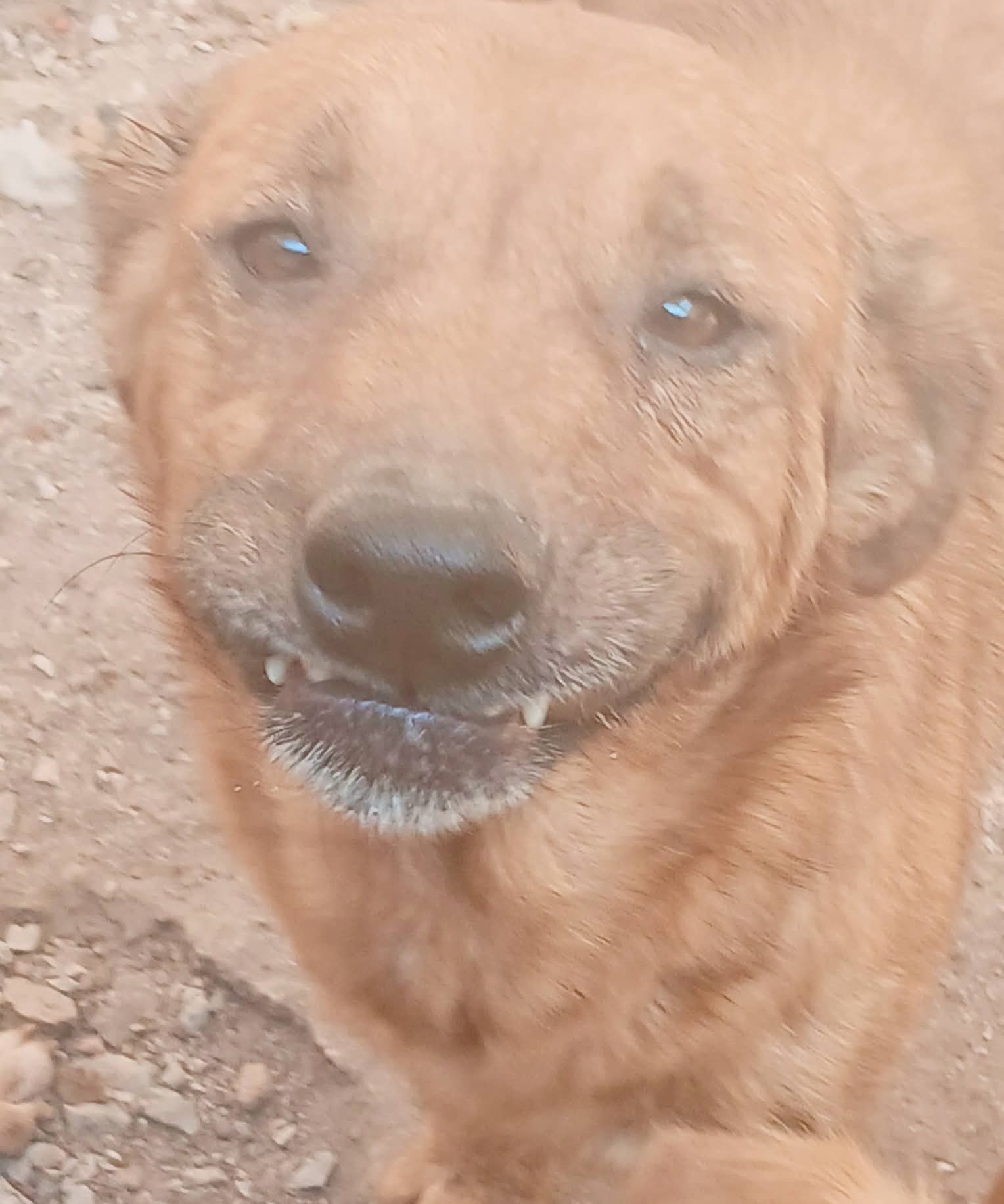 #Salamanca Rescatista Yakie Cantú pide apoyo urgente para su albergue