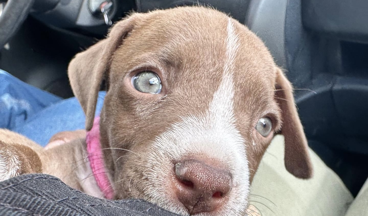 #Salamanca «Rescatando Huellitas de Amor” invita a campaña de esterilización a bajo costo en colonia Infonavit II