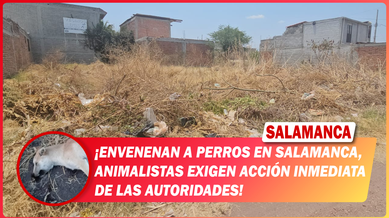 Envenenan a perros en #Salamanca, animalistas exigen acción inmediata de las autoridades