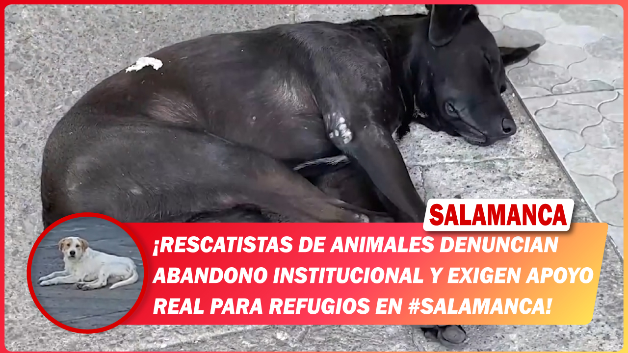 Rescatistas de animales denuncian abandono institucional y exigen apoyo real para refugios en #Salamanca