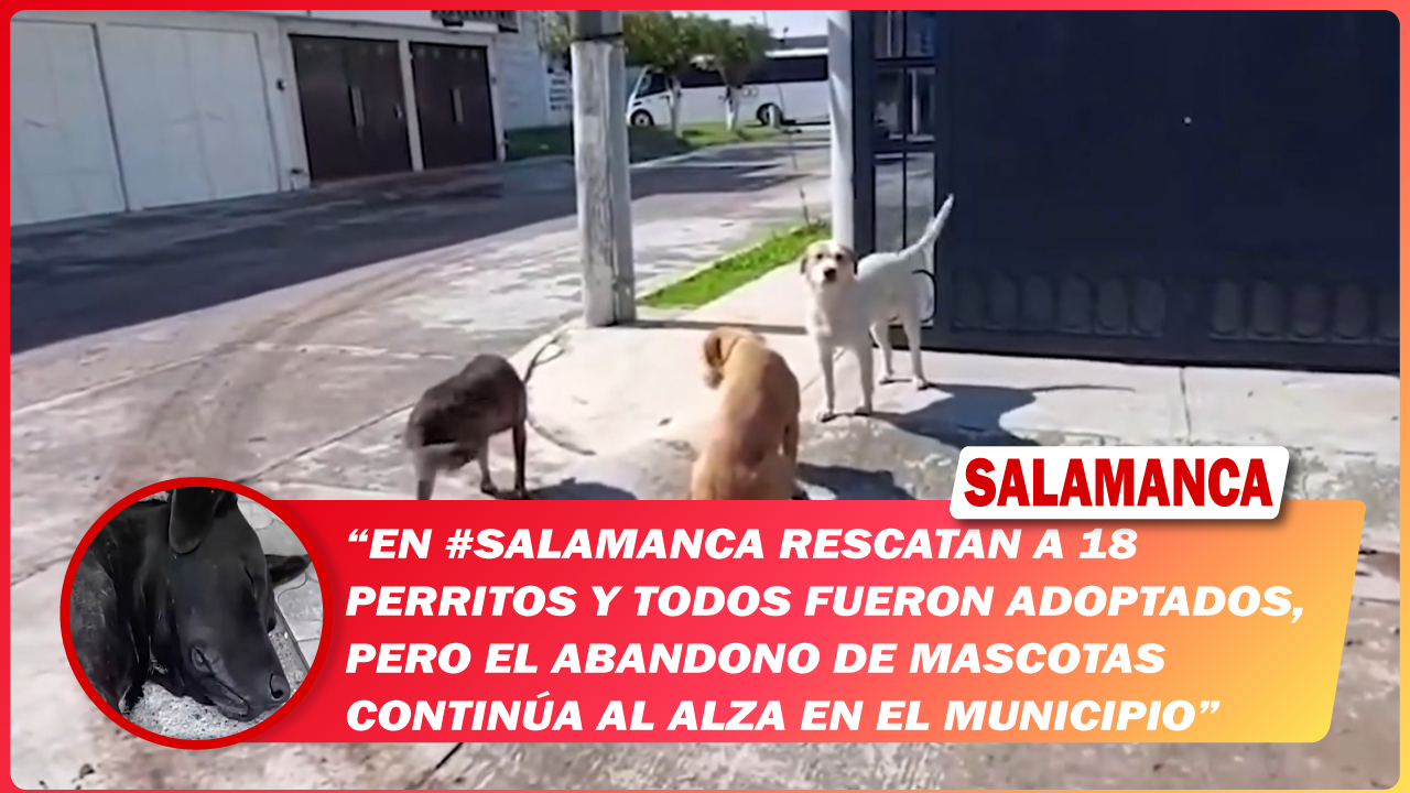 En #Salamanca rescatan a 18 perritos y todos fueron adoptados, pero el abandono de mascotas continúa al alza en el municipio