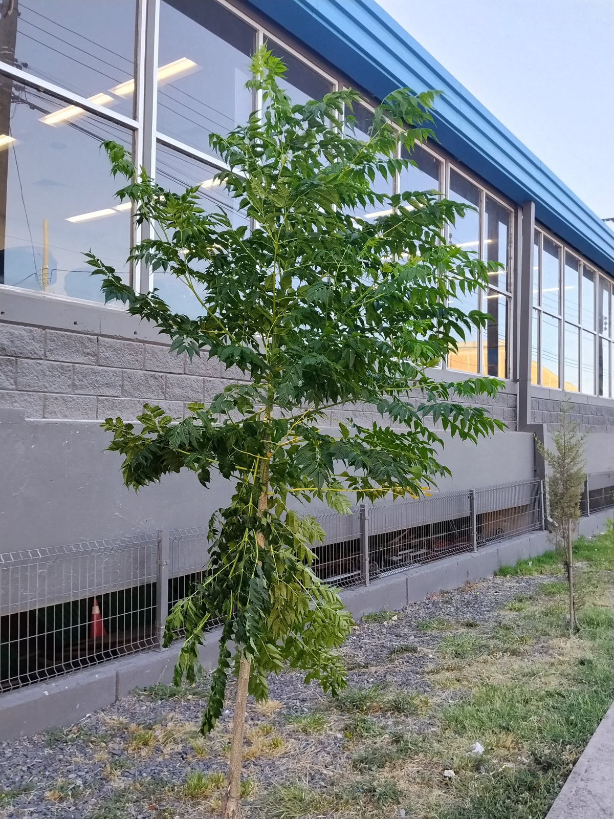 Denuncian maltrato a árboles junto a tienda departamental en #Salamanca