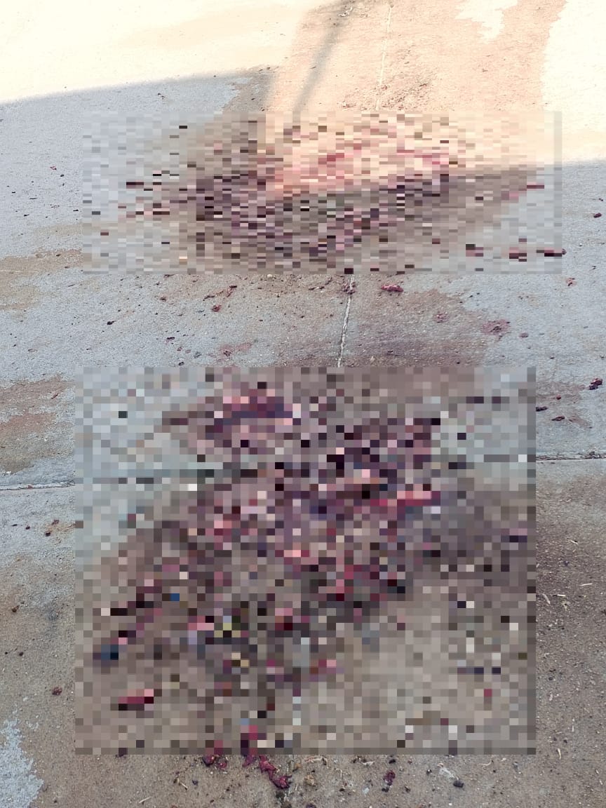 #Salamanca Vecinos de la colonia San Miguel denuncian tiradero de vísceras de recolectores de basura municipales en la calle Yuca