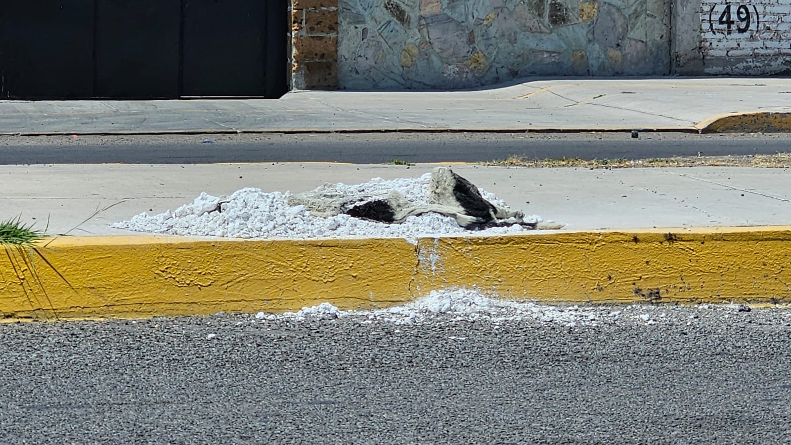 Perros sin vida permanecen durante meses en calles de #Salamanca sin que nadie los recoja