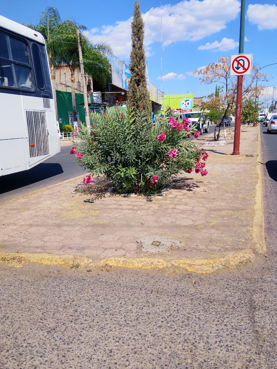 #Salamanca Conductores piden poda de árbol tras accidentes en calle Morelos con Soto y Gama