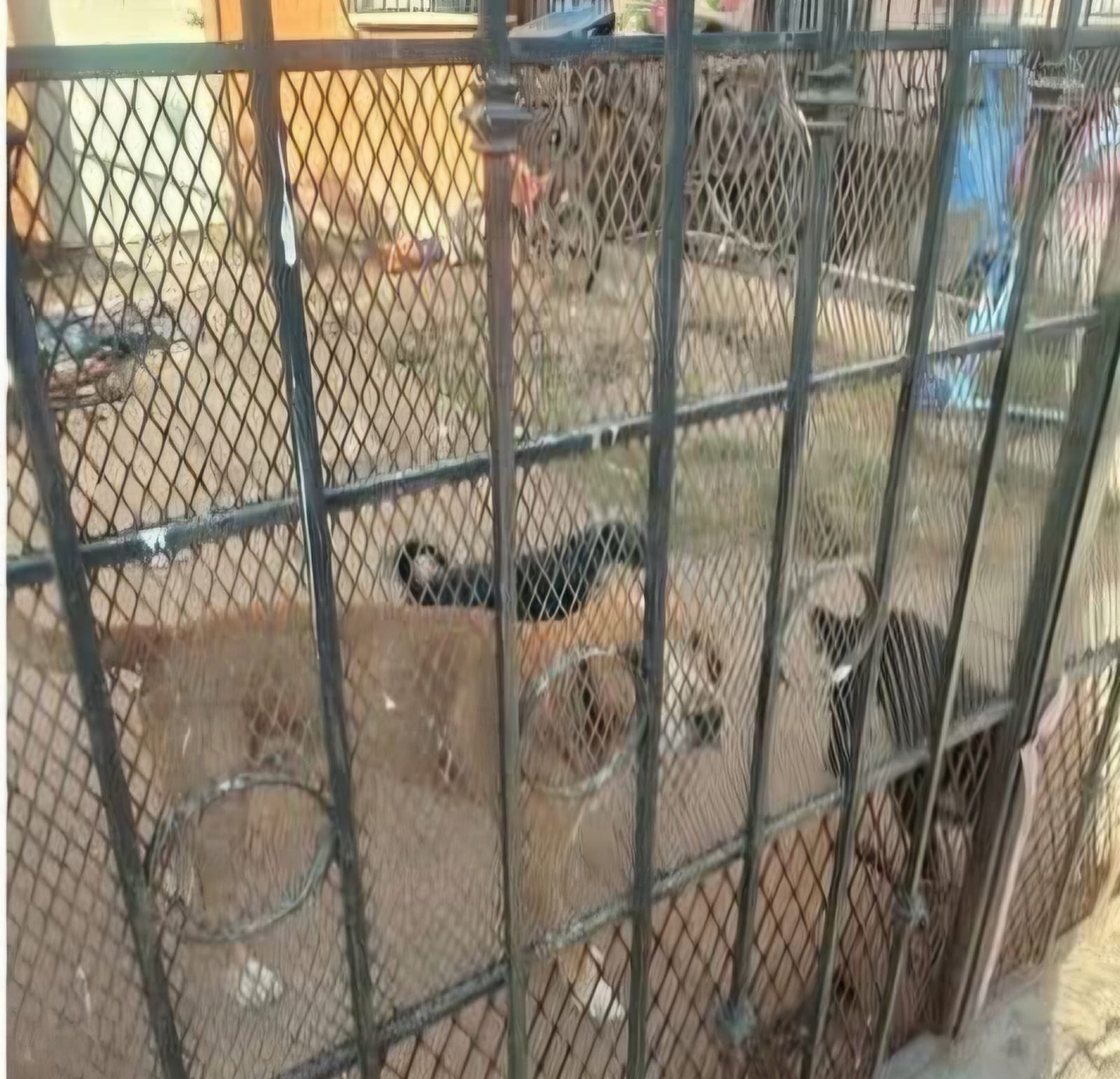 #Salamanca Denuncian supuesto abandono de perros en Arboledas desde hace cinco meses