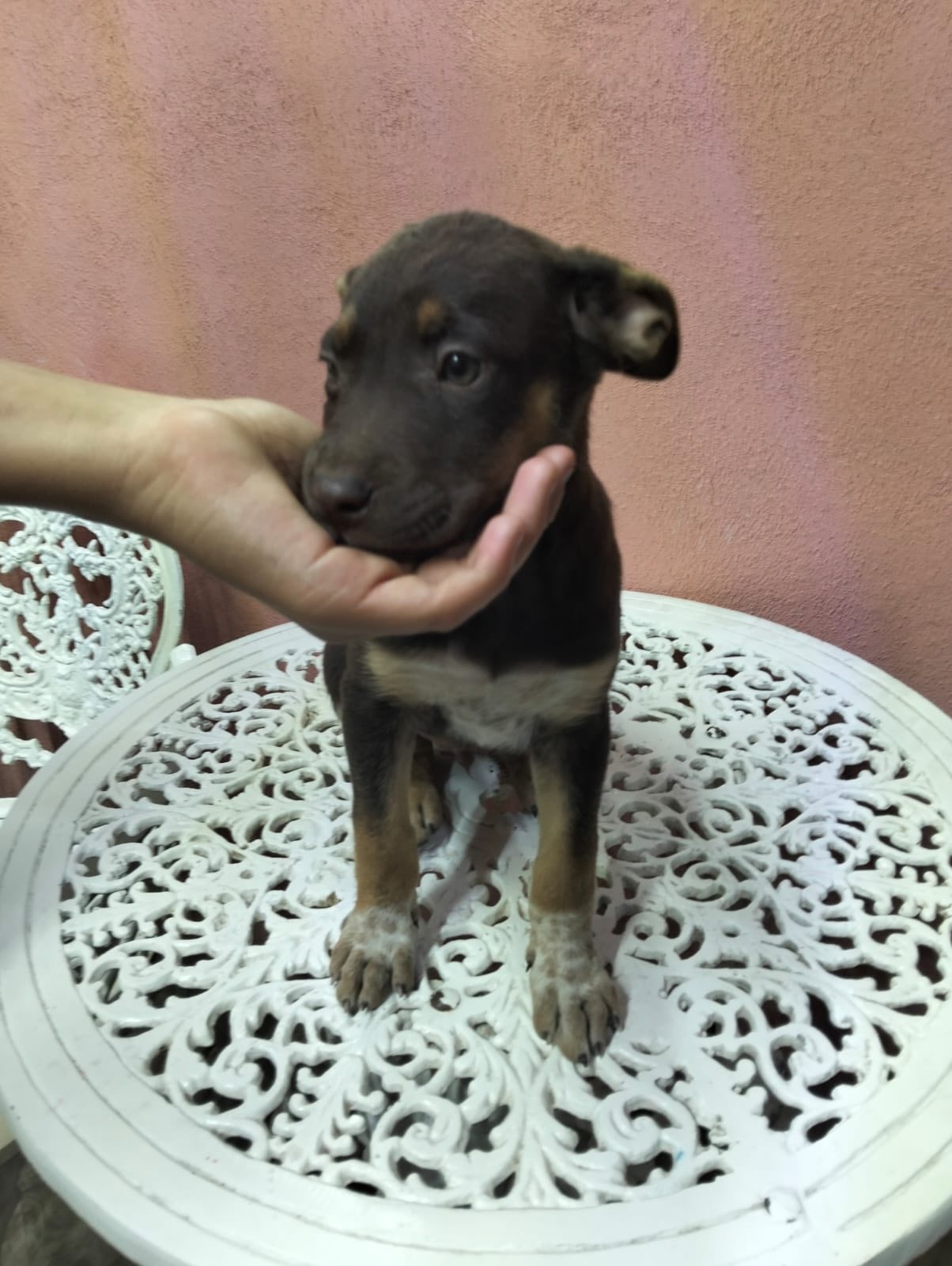En #Salamanca, el abandono de mascotas ha sido recurrente y persiste pese a acciones de rescatistas