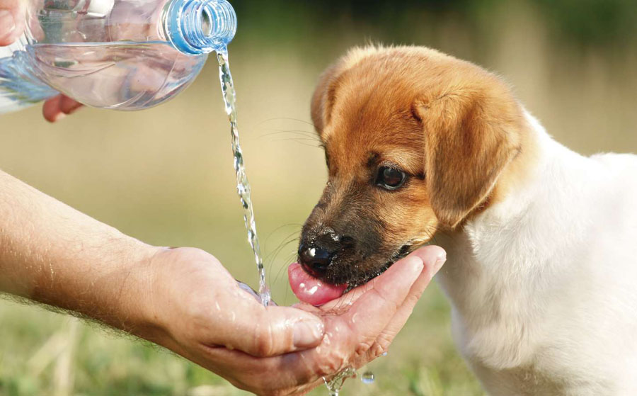 Animalistas salmantinos emiten recomendaciones ante posibles golpes de calor en canes