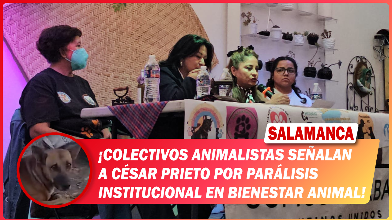 #Salamanca Colectivos animalistas señalan a César Prieto por parálisis institucional en bienestar animal