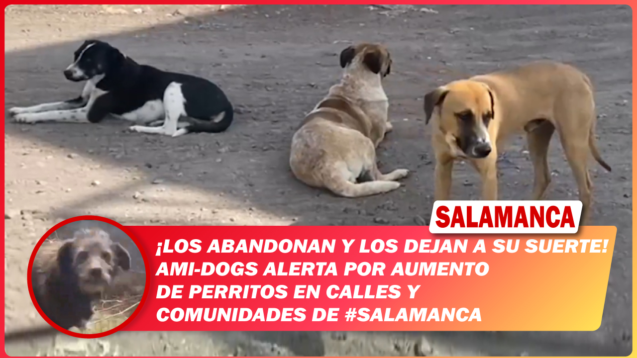 “Los abandonan y los dejan a su suerte”. Ami-Dogs alerta por aumento de perritos en calles y comunidades de #Salamanca