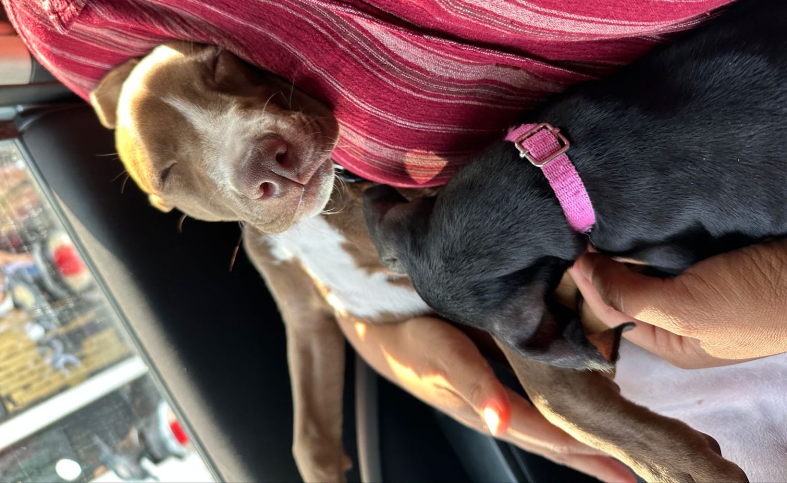 Ante abandono de mascotas buscan reducir casos con nueva campaña de esterilización a bajo costo en #Salamanca