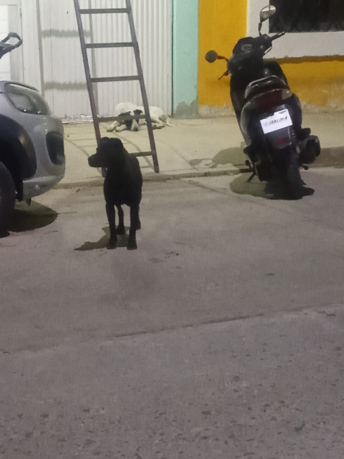 #Salamanca Piden apoyo del Centro de Control Animal por perros agresivos en la calle Del Santuario