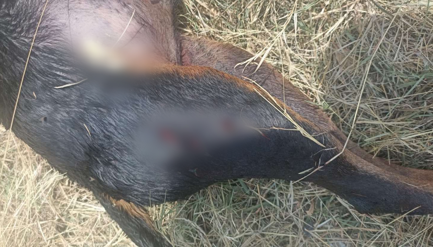 Golpean a perrito hasta quitarle la vida y luego lo apuñalan en colonia El Rosario, en #Salamanca