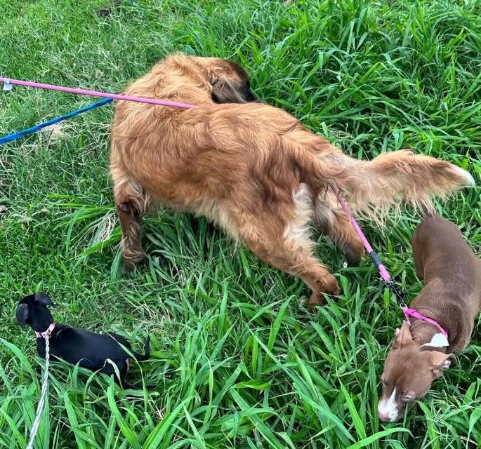 #Salamanca Animalistas convocan a campaña de esterilización en la colonia San Javier, «Menos calle, más hogar»