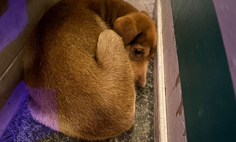 Bajo la lluvia y sin refugio, los animales en #Salamanca sobreviven gracias a la solidaridad ciudadana