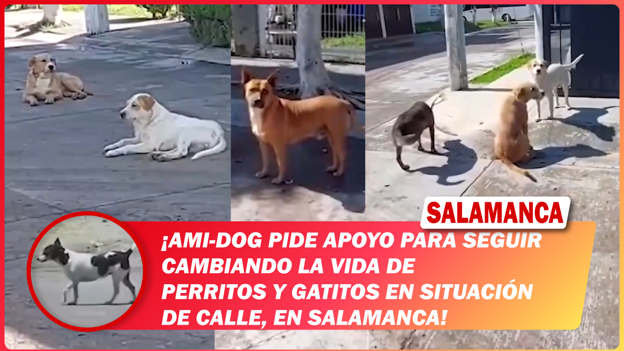 Ami-Dog pide apoyo para seguir cambiando la vida de perritos y gatitos en situación de calle, en #Salamanca