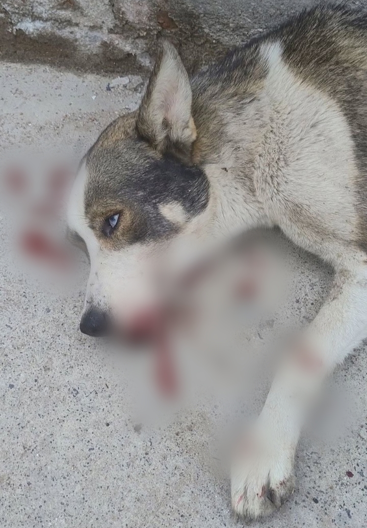 Realizan venta de alimentos con causa para cubrir los gastos de una perrita golpeada en La Cruz, en #Salamanca