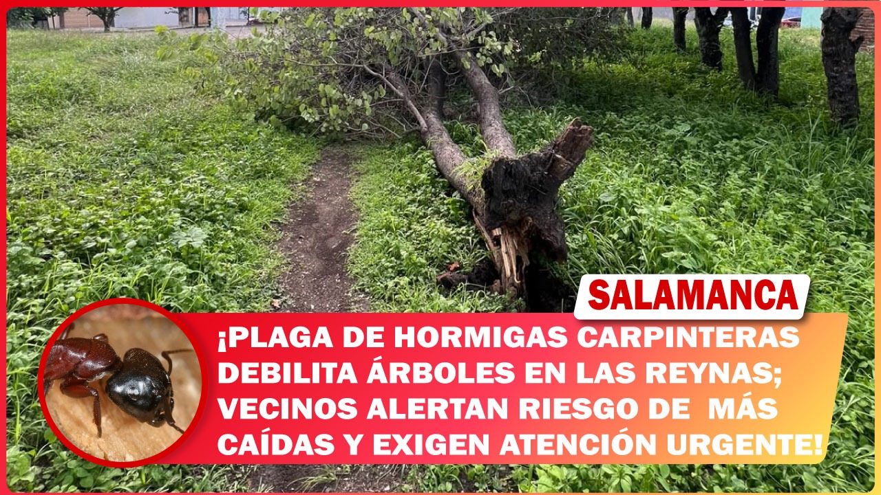#Salamanca Plaga de hormigas carpinteras debilita árboles en Las Reynas; vecinos alertan riesgo de más caídas y exigen atención urgente