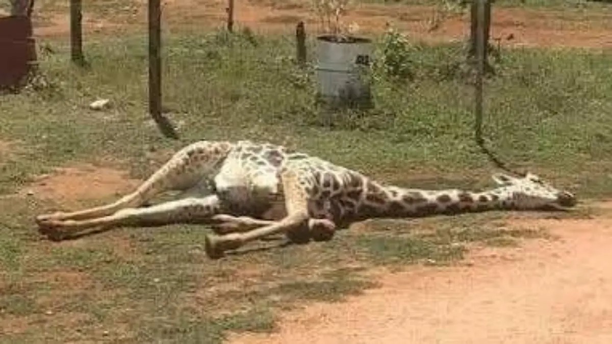 Muere jirafa en zoológico de León y piden esclarecer