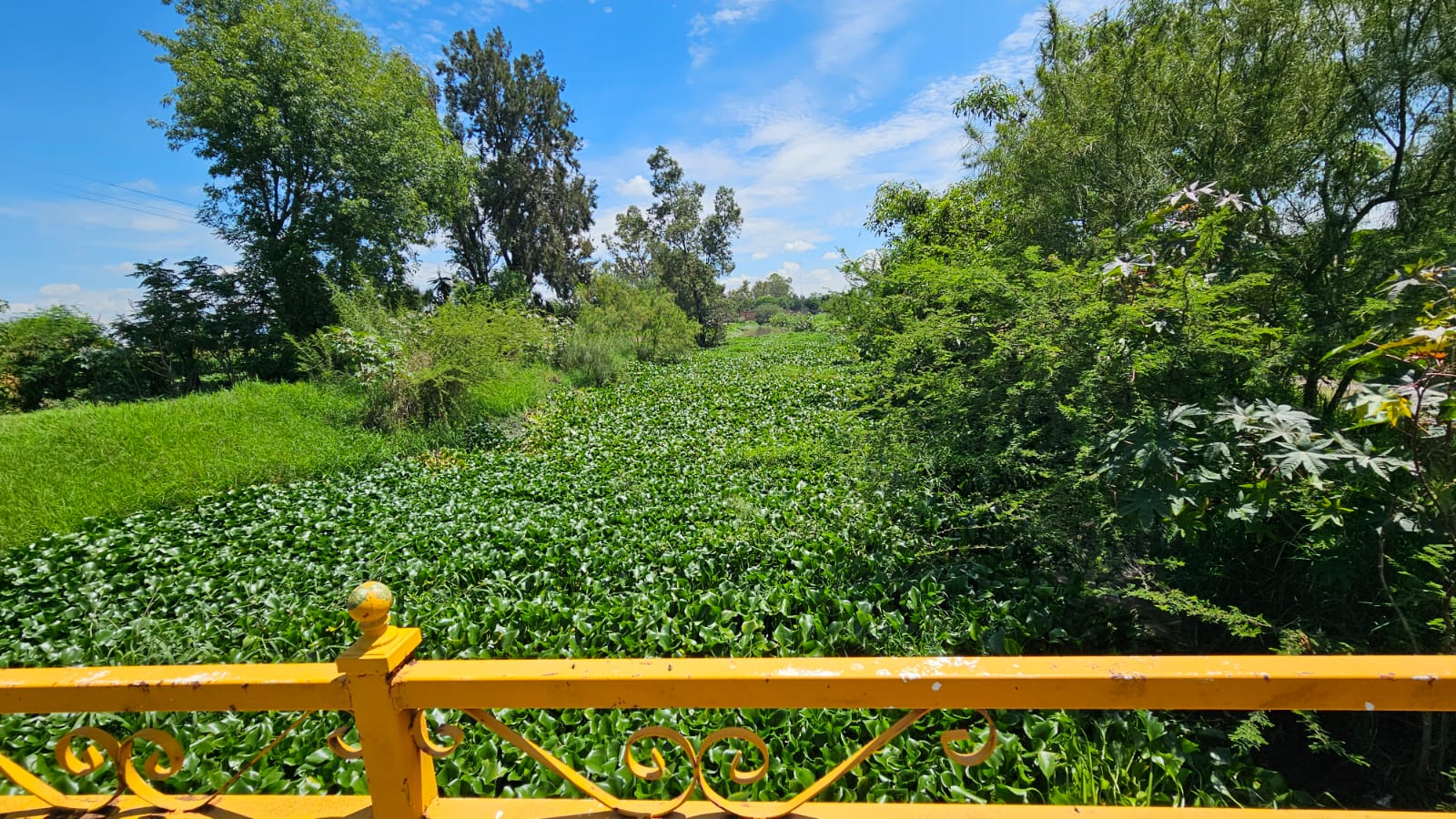 Lirio acuático invade canales y ríos de #Salamanca; su retiro es clave para evitar problemas