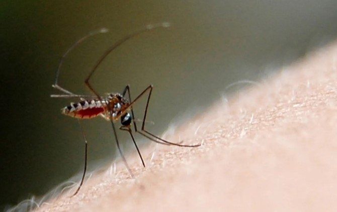 #Salamanca pasa de cero a un caso de dengue en un año