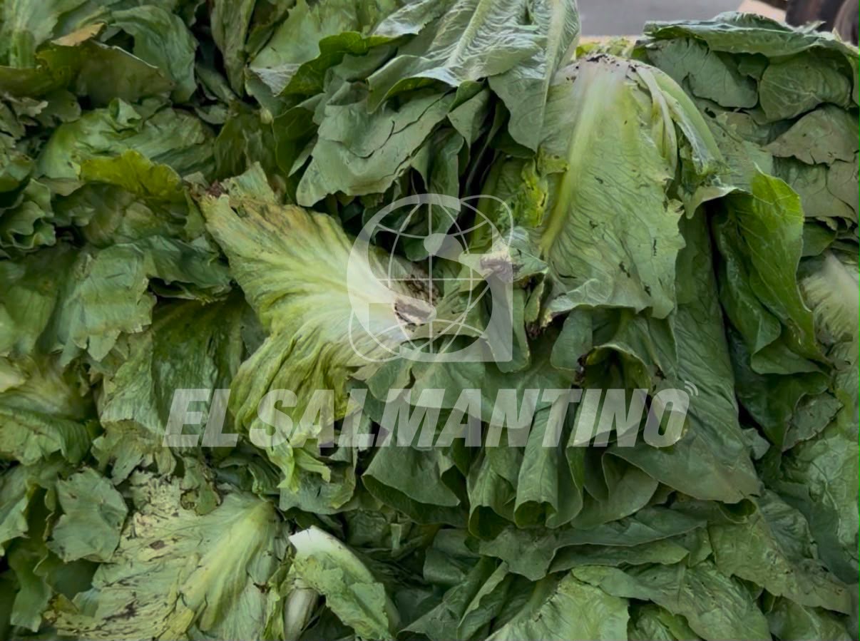 ¿La lechuga de #Guanajuato estaba detrás del brote de Cyclospora? Esto encontraron en las pruebas
