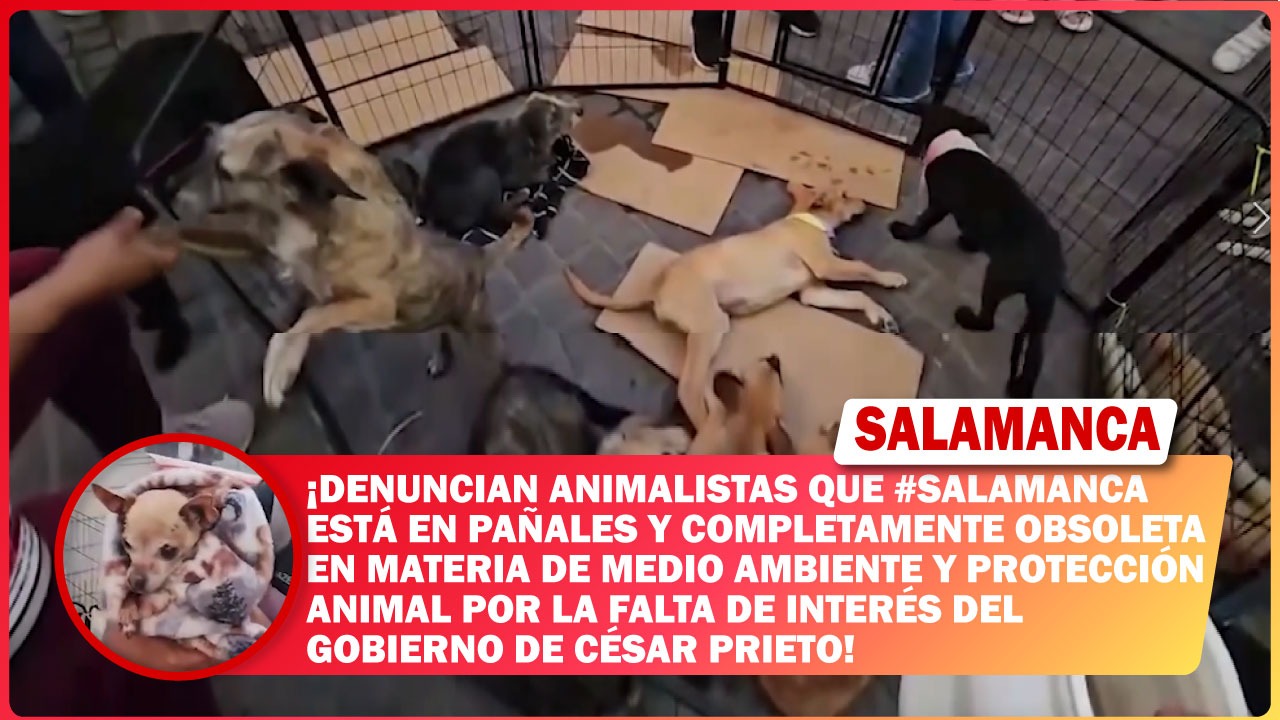 Denuncian animalistas que #Salamanca está en pañales y completamente obsoleta en materia de medio ambiente y protección animal por la falta de interés del gobierno de César Prieto