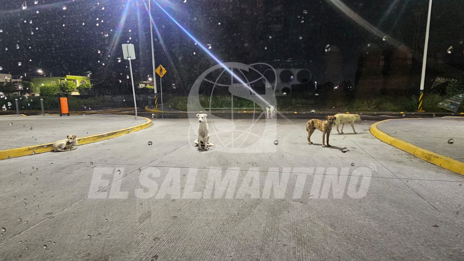 Vecinos alertan por jauría en Héroes de Cananea, #Salamanca