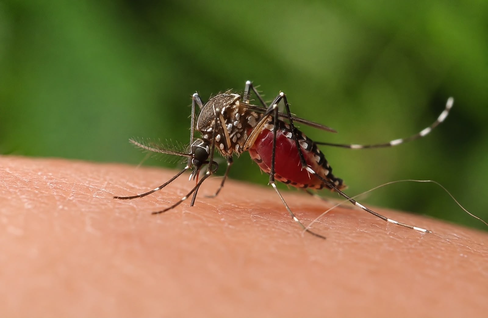 Autoridades de salud confirman 84 casos de dengue en el estado de #Guanajuato y llaman a reforzar la prevención