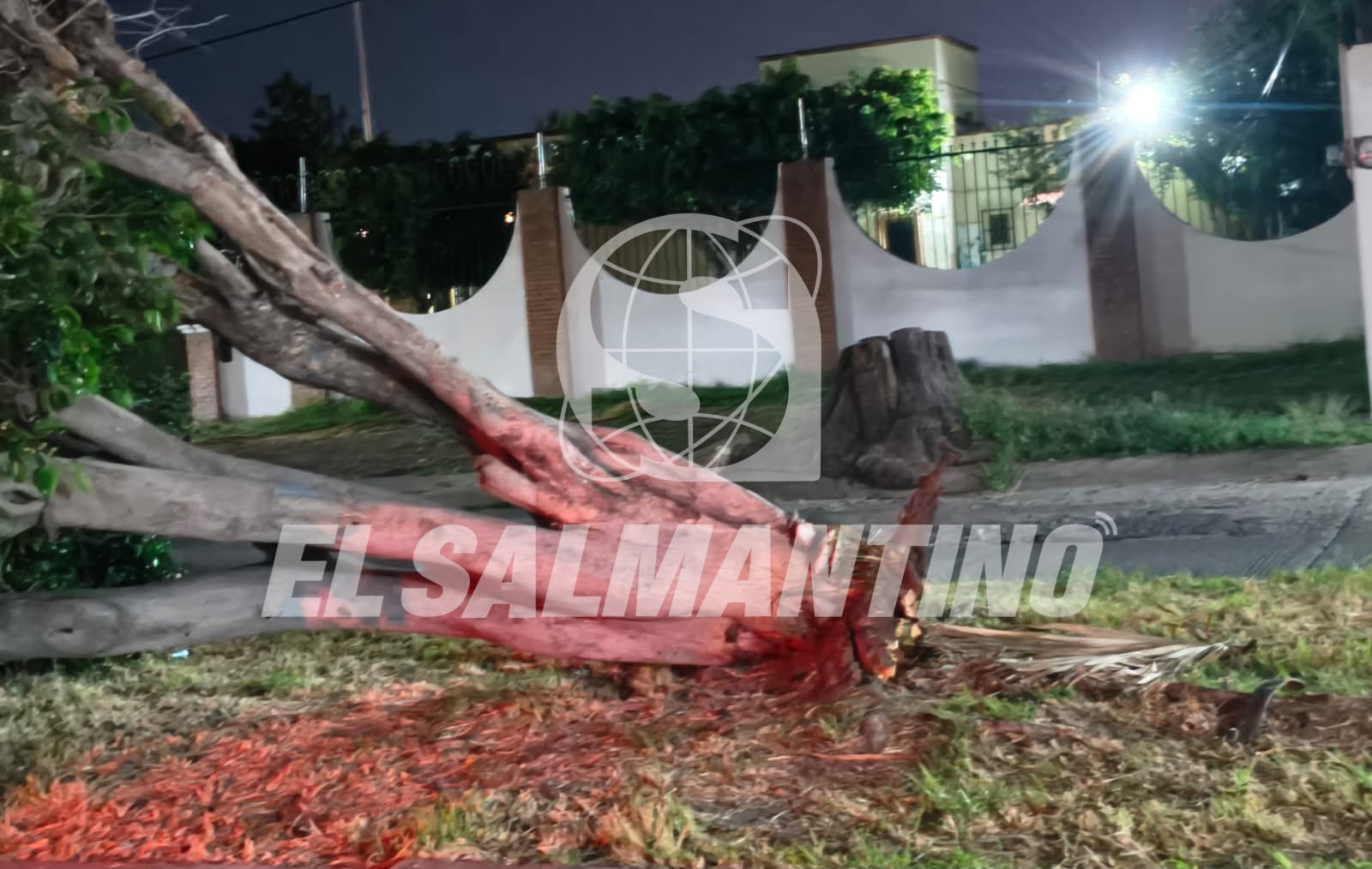 Tras la caída de un árbol en El Deportivo, vecinos piden revisar ejemplares enfermos o en riesgo en otros puntos de #Salamanca